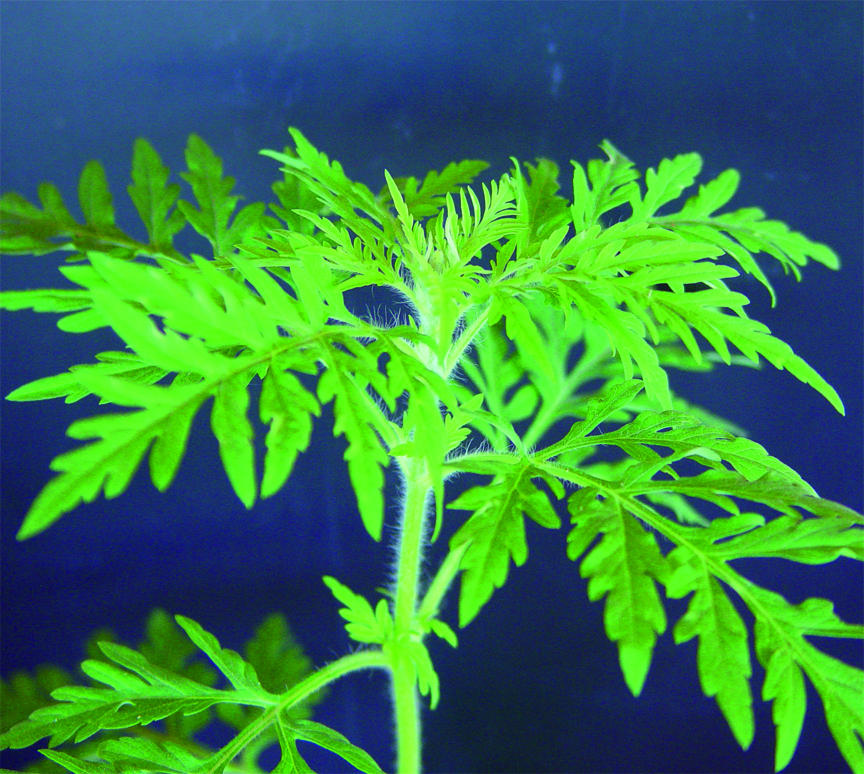 ambrosia-herbe-poux