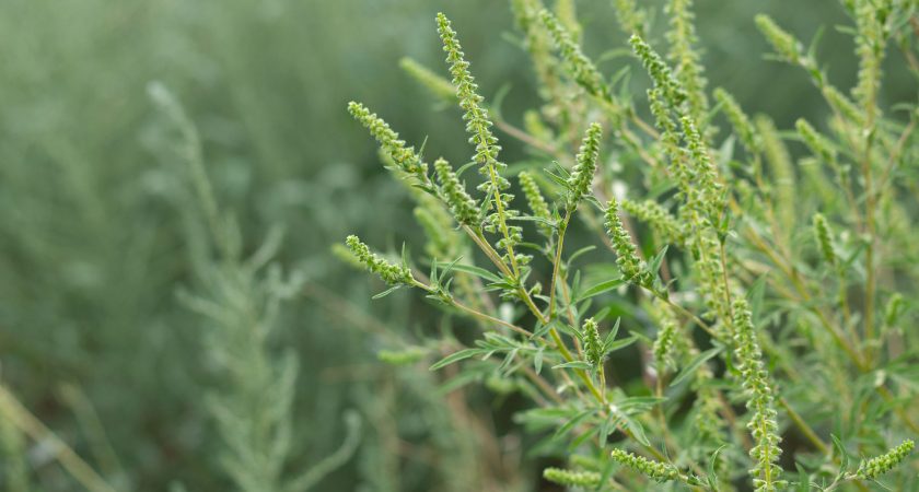 L'herbe à poux ; un fléau pour ceux qui sont allergiques au pollen - TVA CIMT CHAU